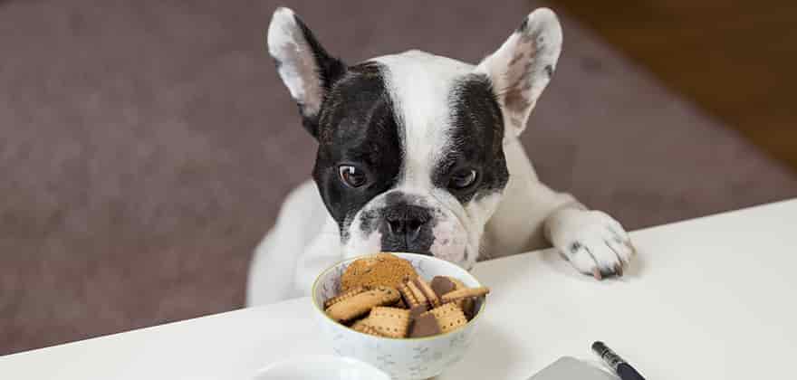 best dog foods in india featured image swag swami article