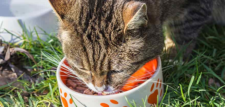top 10 cat foods in india featured image swag swami article