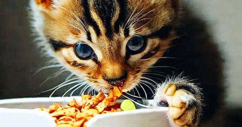 top 10 nutritious kitten foods in india for healthy growth featured image swag swami article